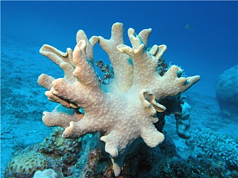 珊瑚礁,软珊瑚,热带,海洋,水下