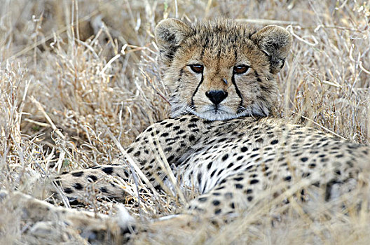 幼兽,印度豹,猎豹,休息,恩格罗恩格罗,坦桑尼亚,非洲