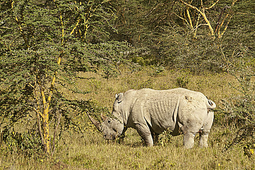 白犀牛,纳库鲁湖国家公园,肯尼亚