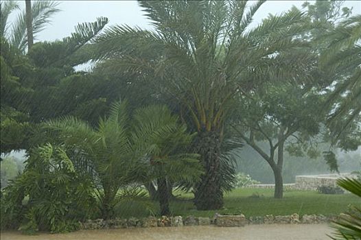 棕榈树,雨