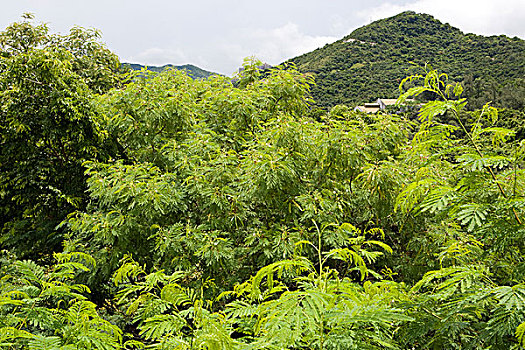 山,树,香港