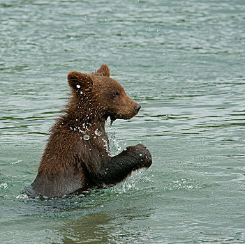 棕熊,幼小,玩,水中,湖,堪察加半岛,俄罗斯,欧洲