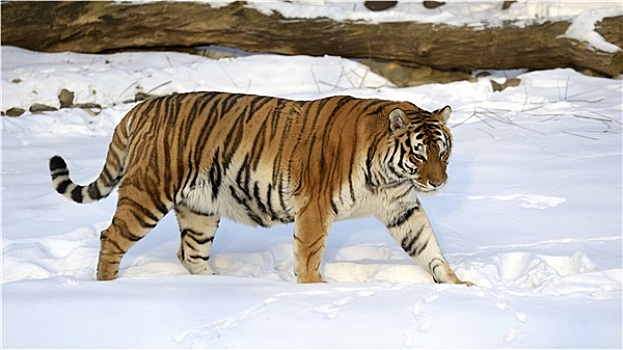 虎,积雪,小路