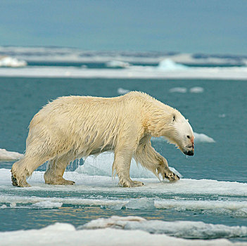 北极熊,浮冰,水,湿,毛皮,斯瓦尔巴特群岛,挪威,北极,欧洲