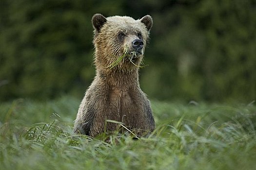 雄性,大灰熊,吃,莎草,湾流,不列颠哥伦比亚省,加拿大