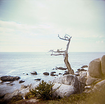 枯木,站立,岩石海岸,加利福尼亚,美国