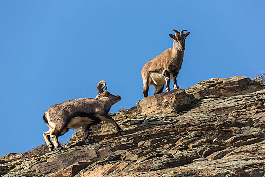 岩羊,贺兰山岩羊,岩壁精灵,崖羊,石羊,青羊