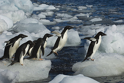 南极,保利特岛,海滩,阿德利企鹅,冰,鹅卵石,跳跃