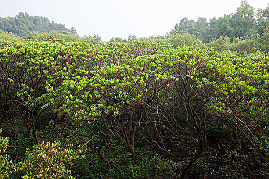 深圳红树林