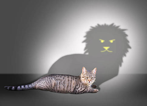 赖猫的狮子影子图片