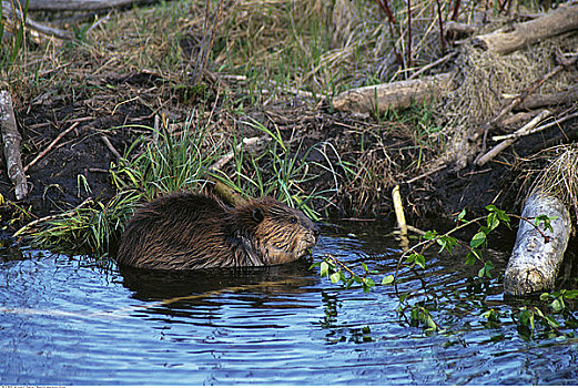 海狸,水中,弓谷省立公园,艾伯塔省,加拿大