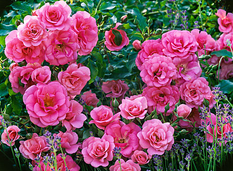 玫瑰,软,粉色,内庭