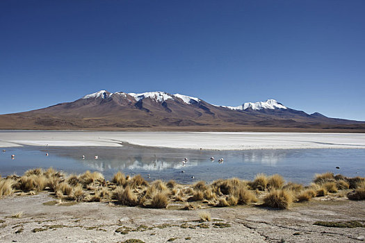 玻利维亚,泻湖,安第斯,火烈鸟