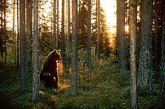 熊,树林