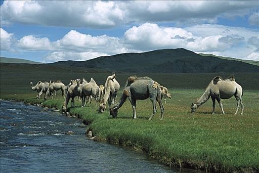 双峰骆驼,双峰驼,牧群,放牧,靠近,河流,蒙古