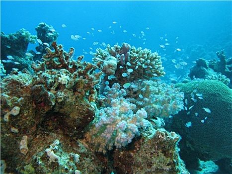 珊瑚礁,深度,热带,海洋,蓝色背景,水,背景