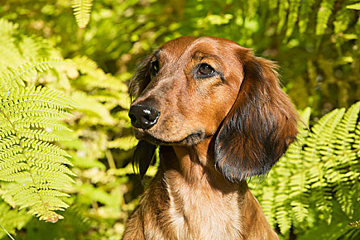达克斯猎狗,长发,品种,九月,植被,康涅狄格,美国
