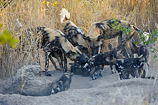非洲野狗,非洲野犬属,成年,星期,老,幼仔,巢穴,奥卡万戈三角洲,博茨瓦纳