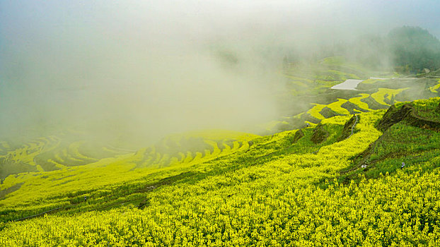 重庆酉阳,小雨晨雾满山涧,金波道道秀梯田