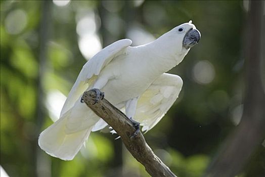 白色,美冠鹦鹉,凤头鹦鹉