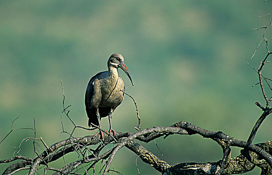 朱鹭,成年,栖息,枝条,皮兰博格国家公园,南非