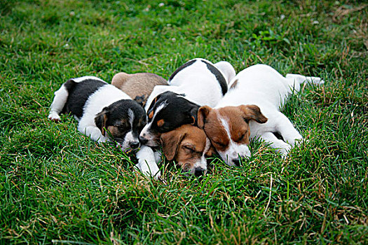 杰克罗素狗,小狗,睡觉,花园