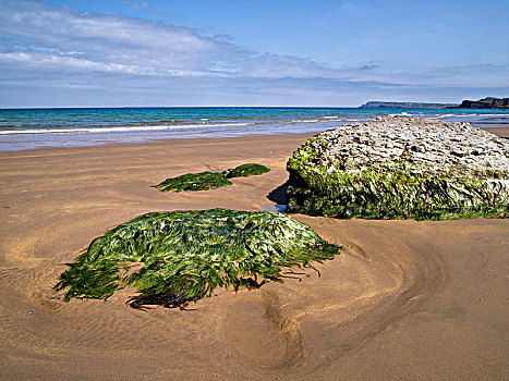 北爱尔兰,安特里姆郡,堤道,海岸,贻贝,石灰石,绿藻,沙滩