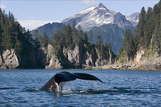 驼背鲸,水,奇奈峡湾国家公园,阿拉斯加,夏天,合成效果