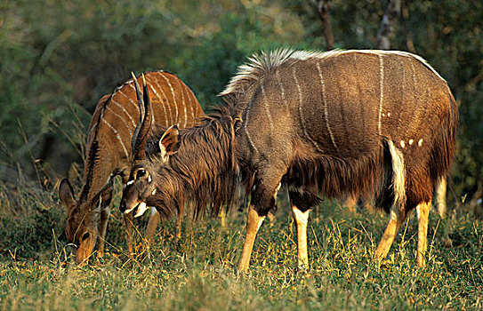 林羚,雄性,雌性,禁猎区,南非,非洲