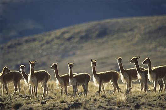 小羊驼,野生,安第斯,幼仔,牧群,南美大草原,自然保护区,秘鲁