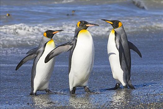 帝企鹅,走,室外,海洋,游泳,清洁,羽毛,维护,南乔治亚,南大洋,南极辐合带