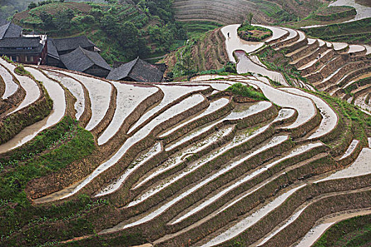 广西,桂林,龙胜,梯田