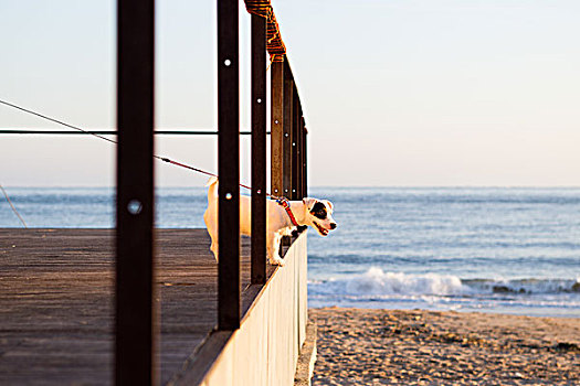 拴狗绳,海滩,看别处,里斯本,葡萄牙,欧洲