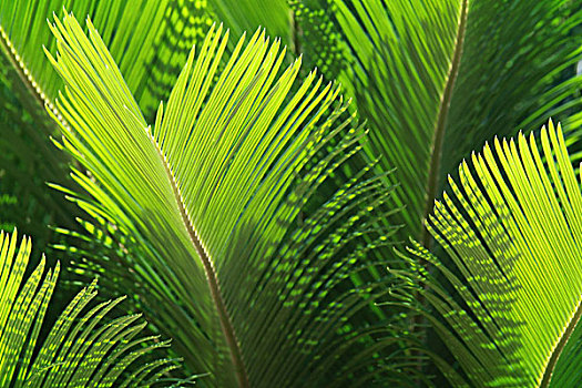 翠绿,棕榈叶,阳光,热带,背景