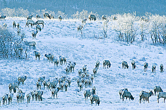 麋鹿,鹿属,鹿,牧群,放牧,旅行,草地,遮盖,早晨,霜,瓦特顿湖国家公园,西南方,艾伯塔省,加拿大