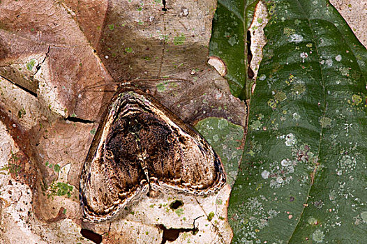 蛾子,保护色,叶子,国家公园,亚马逊雨林,厄瓜多尔,南美