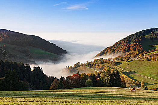 风景,上方,莱茵河,朴素,雾,黑森林,巴登符腾堡,德国,欧洲
