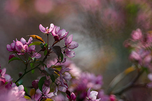 叶李,花开