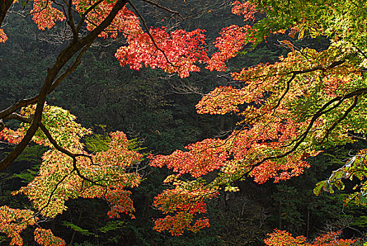 山梨县