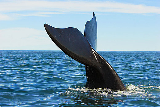 鲸尾叶突,南露脊鲸,瓦尔德斯半岛,巴塔哥尼亚,阿根廷,南美