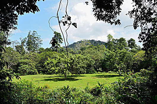 雨林,马来西亚
