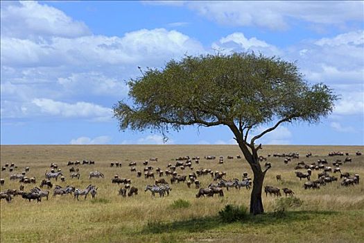 蓝色,角马,斑马,马,草原,马赛马拉国家保护区,肯尼亚,东非