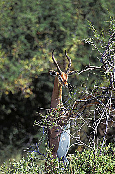 非洲瞪羚,瞪羚,长颈羚,雄性,后腿站立,吃,叶子,公园,肯尼亚
