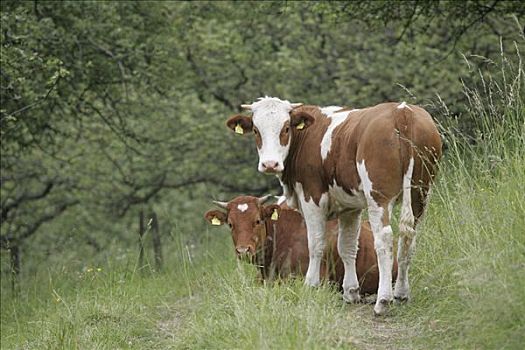 2005年,海德尔堡,母牛,牧场