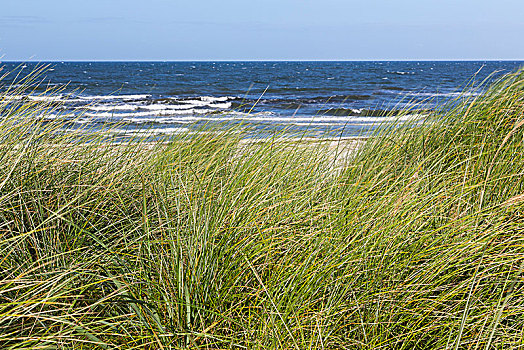 滨草,正面,海洋,波罗的海,岛屿,梅克伦堡前波莫瑞州,德国,欧洲
