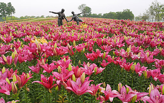 百合花开