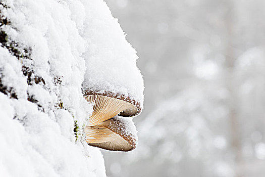 蚝蘑,积雪,黑森州,德国,欧洲
