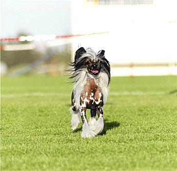 中国冠毛犬