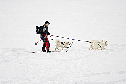 男人,雪橇狗,越野滑雪,班芙,艾伯塔省,加拿大