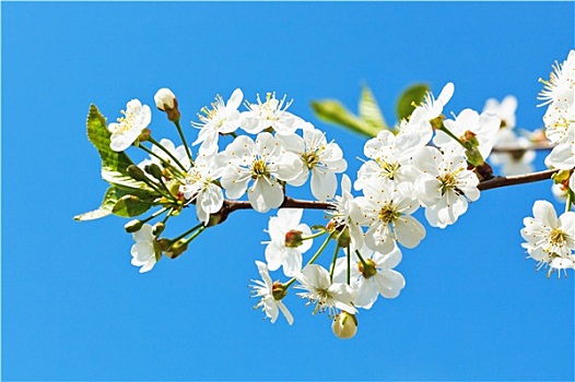 枝条,花,樱桃,蓝色背景,天空